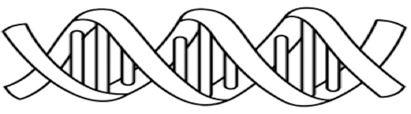 Who Am I Dna